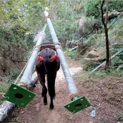 宁波骡马运输队