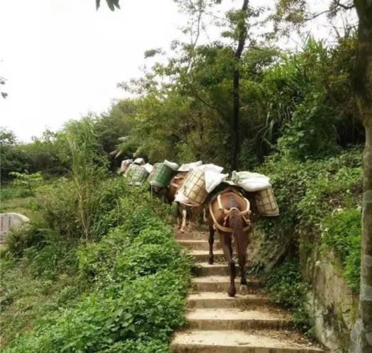 宁波山区马帮运输
